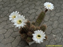 Trichocereus candicans 1194